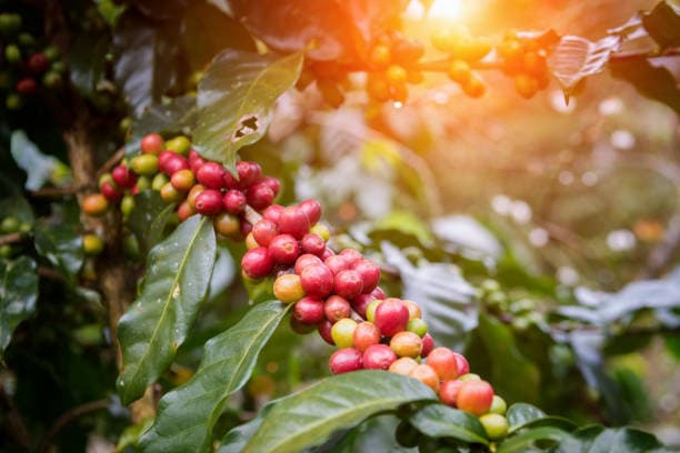 Ripening coffee cherries on the branch